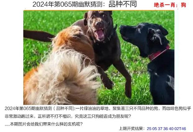 今日科普一下！澳门四肖期期准免费资料,百科词条爱好_2024最新更新